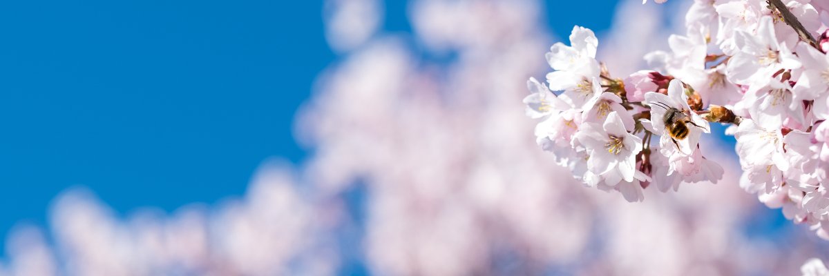 buschens's profile banner image