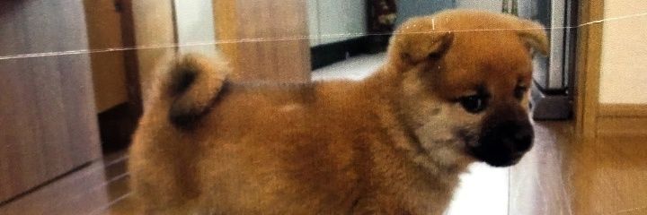 𝓟𝓪𝓻𝓾 banner