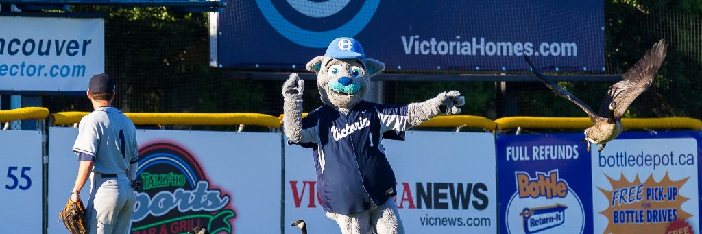 Harvey Harbour Cat banner