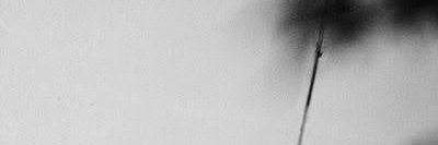 linus francis（Downerboy） banner