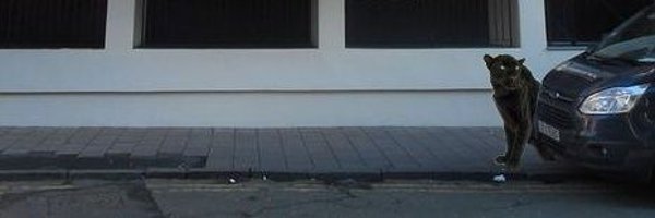ShitChester Profile Banner