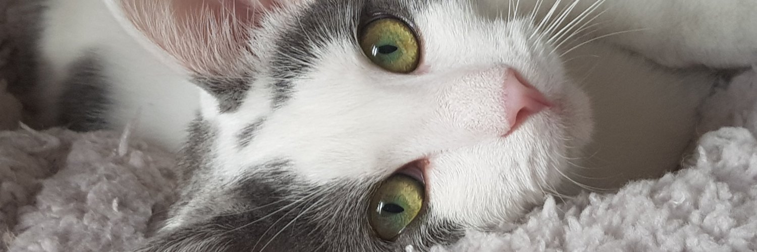 FelinPossible's profile banner image