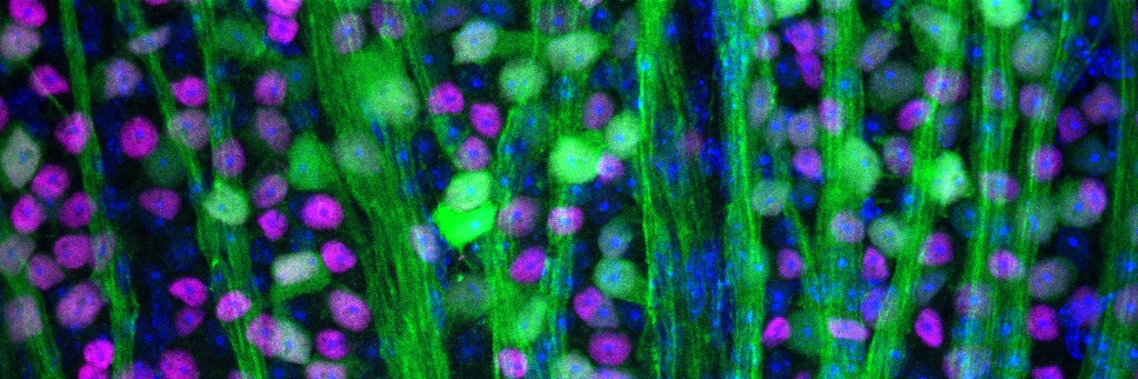 Dr Andy Osborne banner