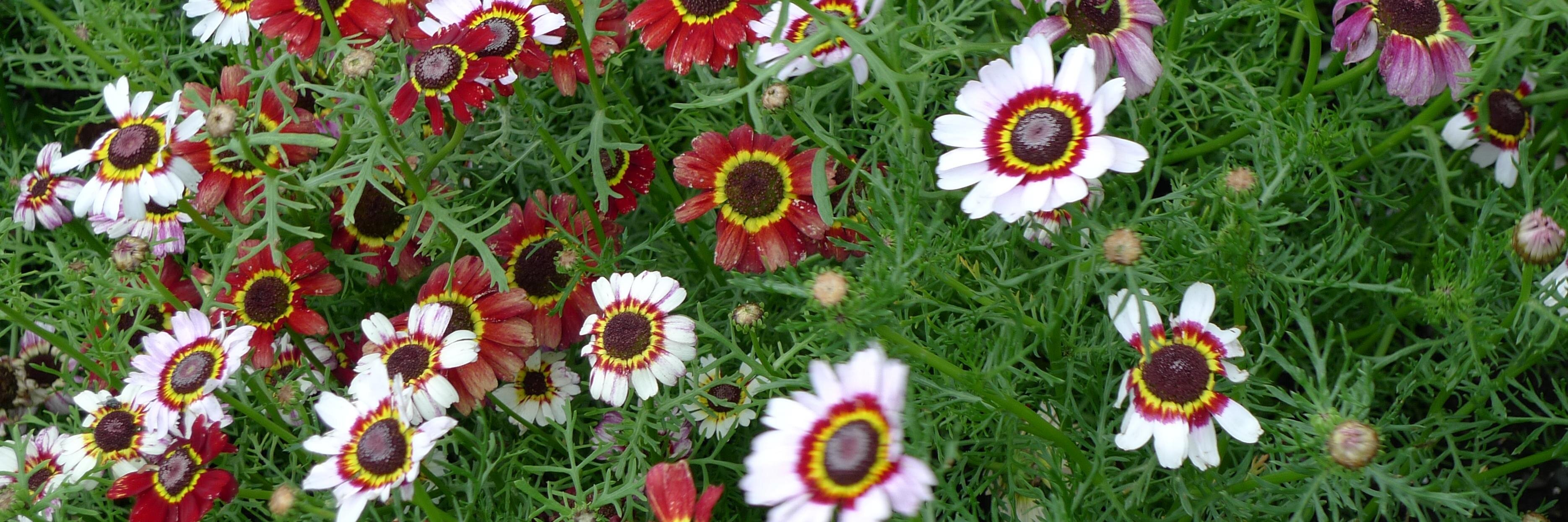 Sally Anderson banner