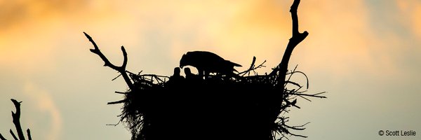 Atlas des oiseaux nicheurs de l'Ontario Profile Banner