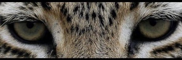 RaaVictoriaS2's profile banner image