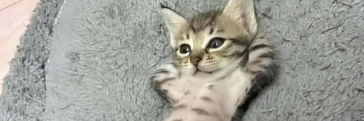 gessy rats e cuties banner