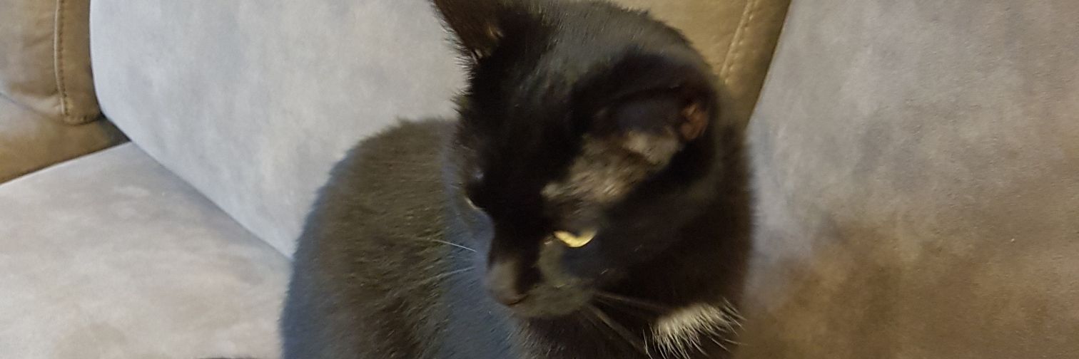 Catsitting1's profile banner image
