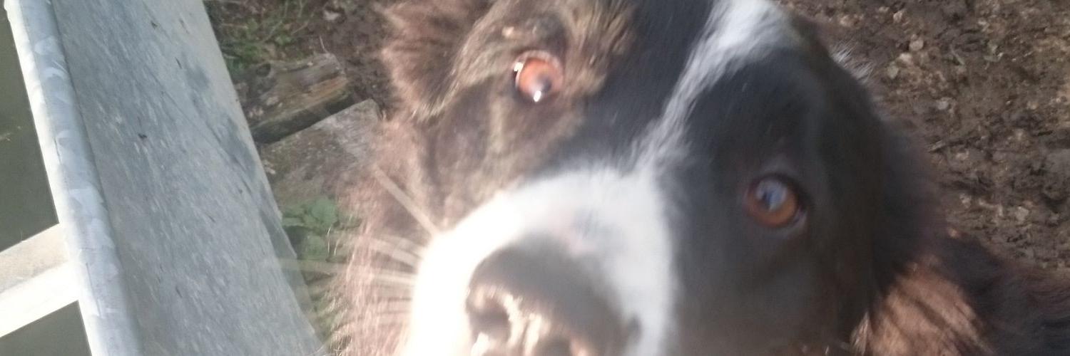 oink124's profile banner image