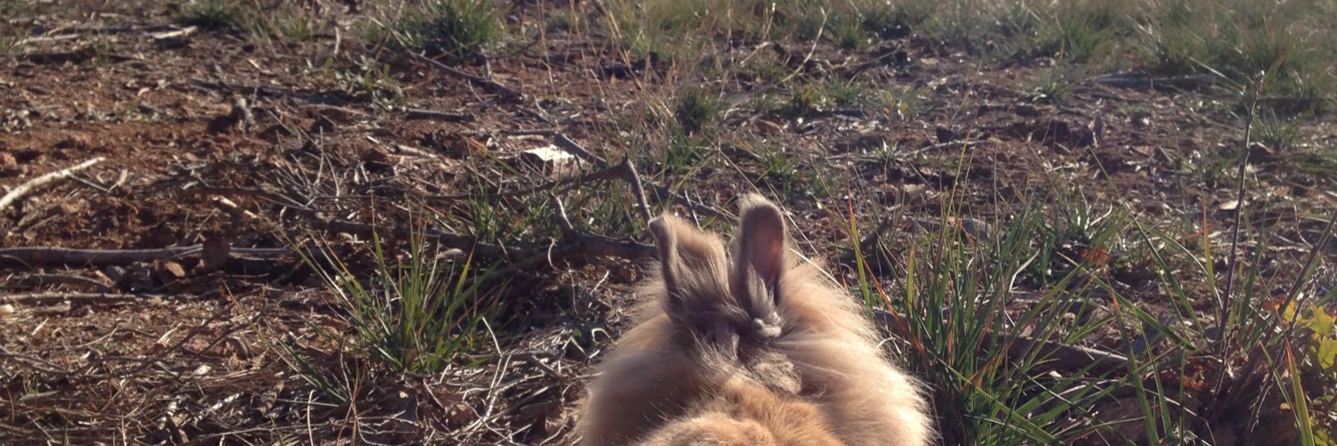 allioli_cat's profile banner image