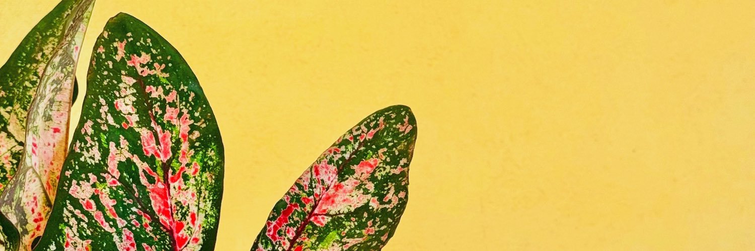 monse_ogg's profile banner image