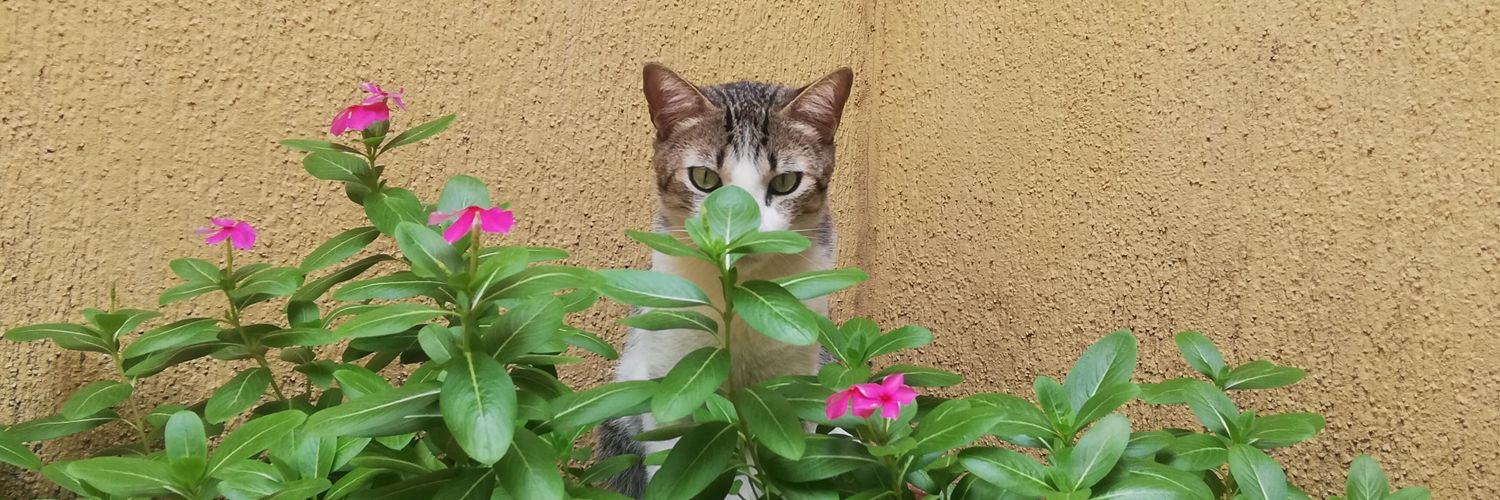 ntaliarm's profile banner image