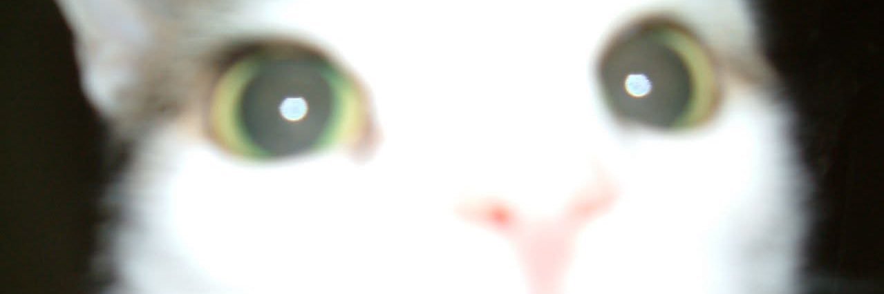 𝓒ꕤꕤ⌯ഒ⋆ ✦ꮺᯅᯅ⋆ǂଘꮺᯅ banner