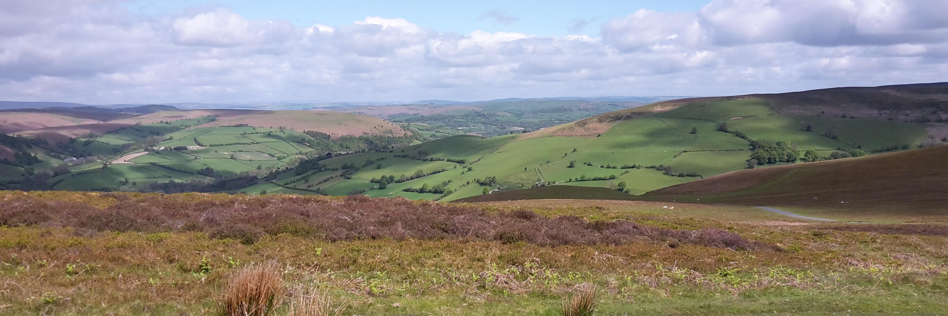 Sarah Stuffins banner