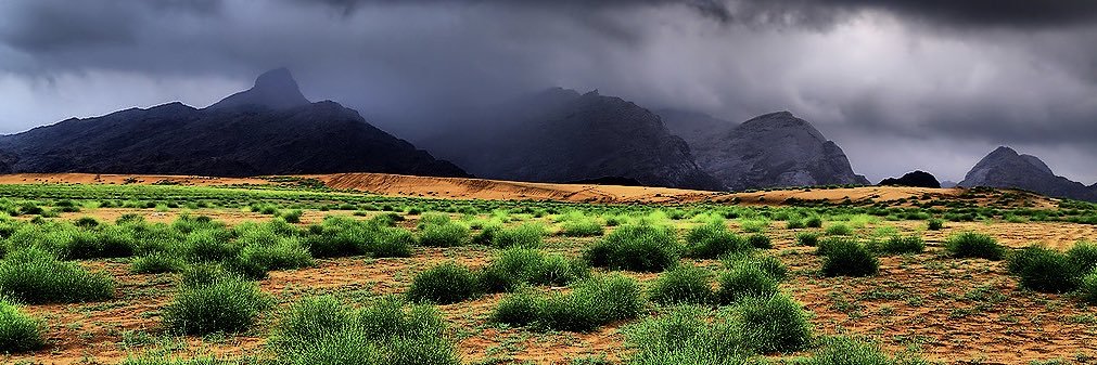 راشد ال سليم banner