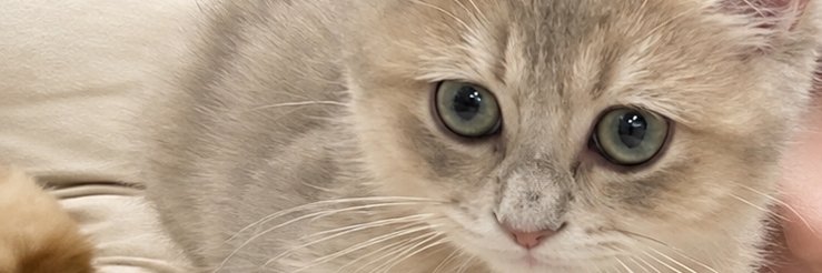 Coco9_Kitty's profile banner image