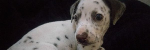 mecanic_celest Profile Banner