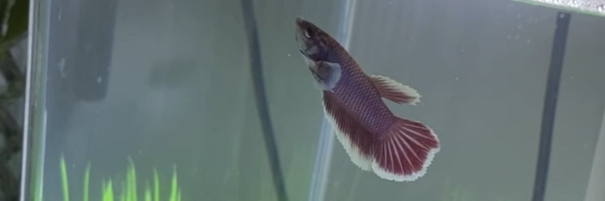 TIANARAWW's profile banner image