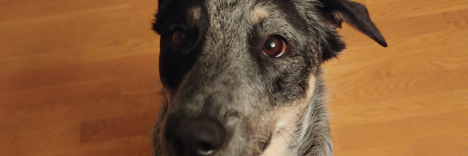 MallRobA's profile banner image
