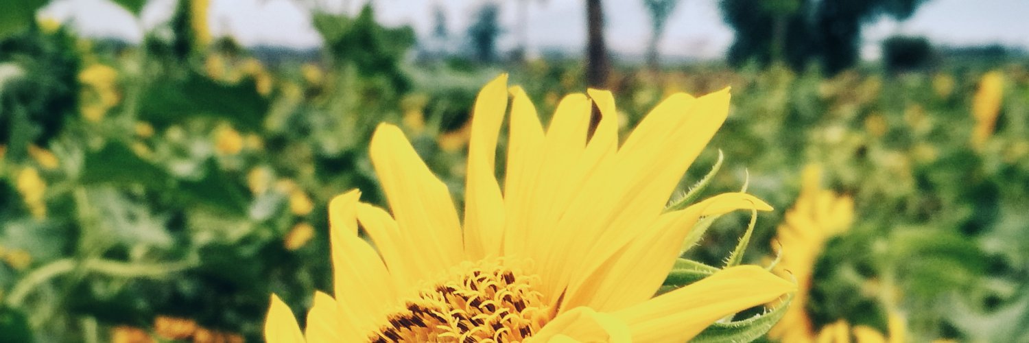 🍉 banner