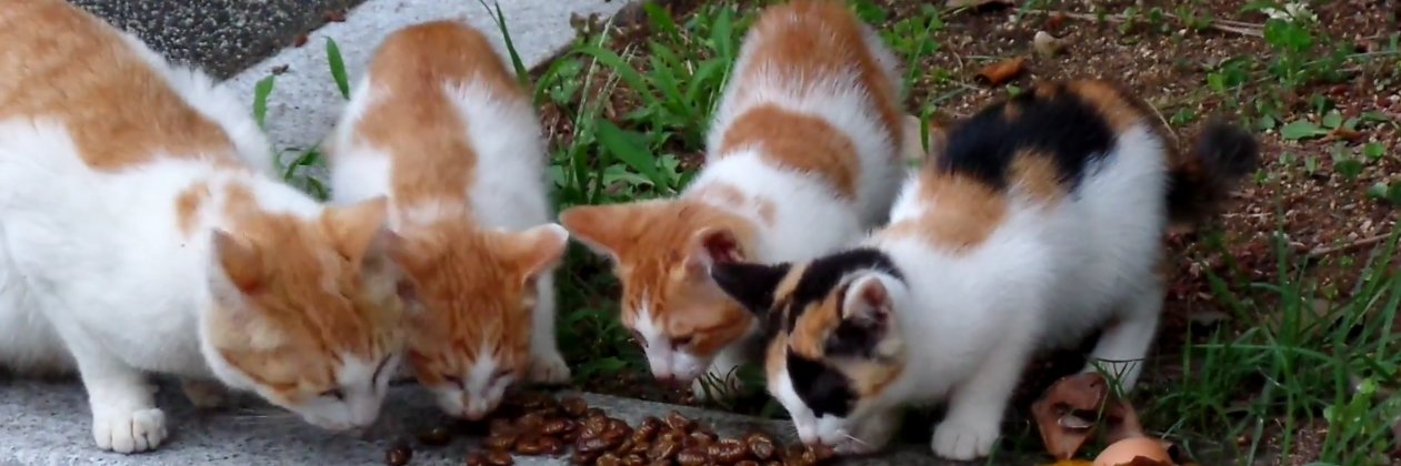 고양이 생활관 banner