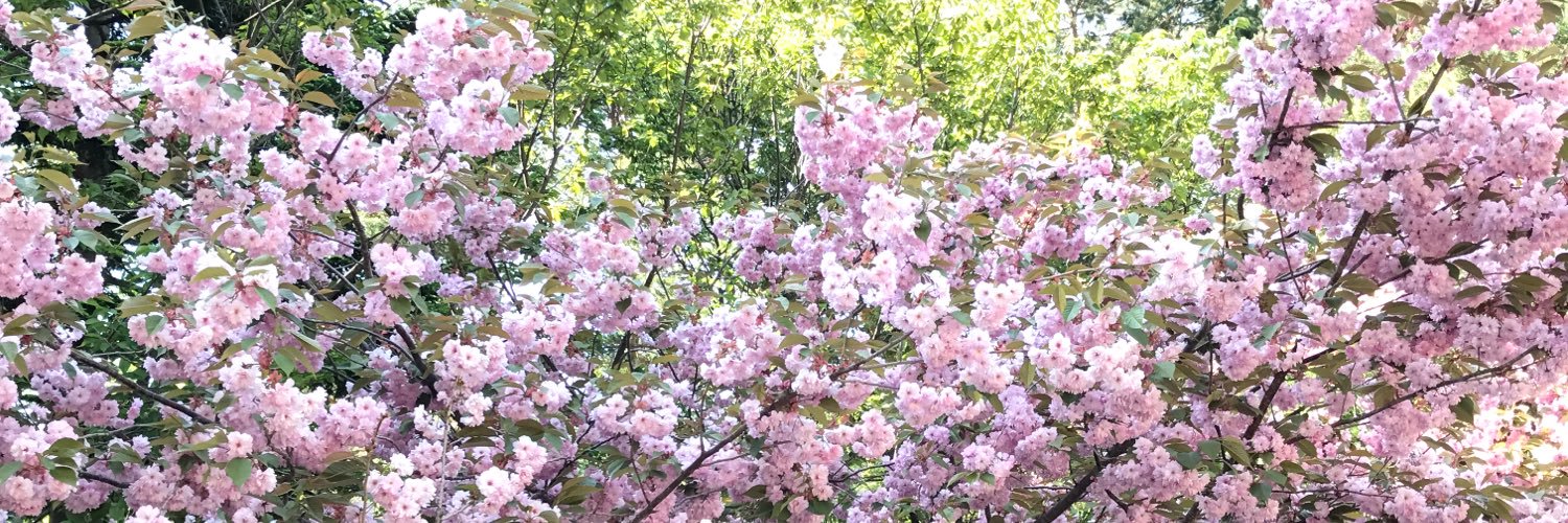 ayu1110's profile banner image