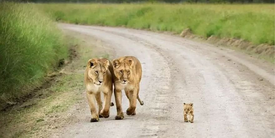 Alejandro Araya banner