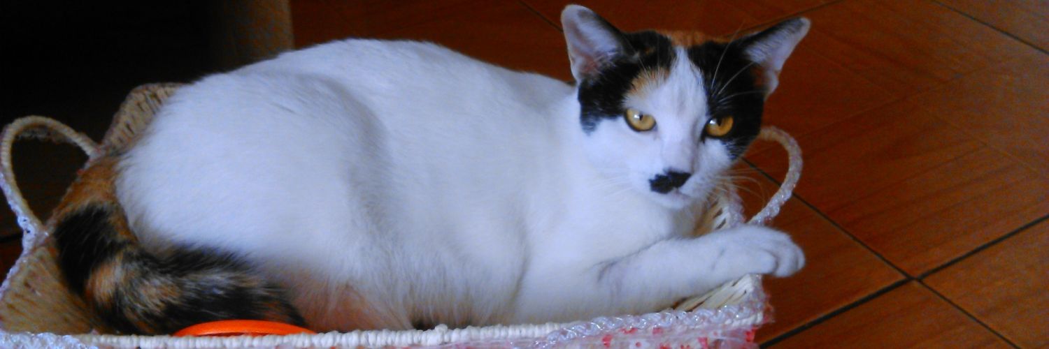 Zumitah's profile banner image