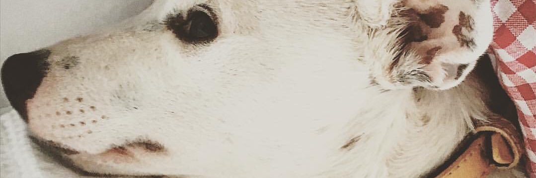 taniamoreda's profile banner image