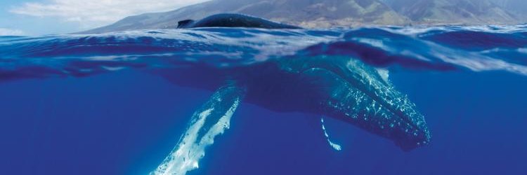 NOAA Fisheries PIRO banner