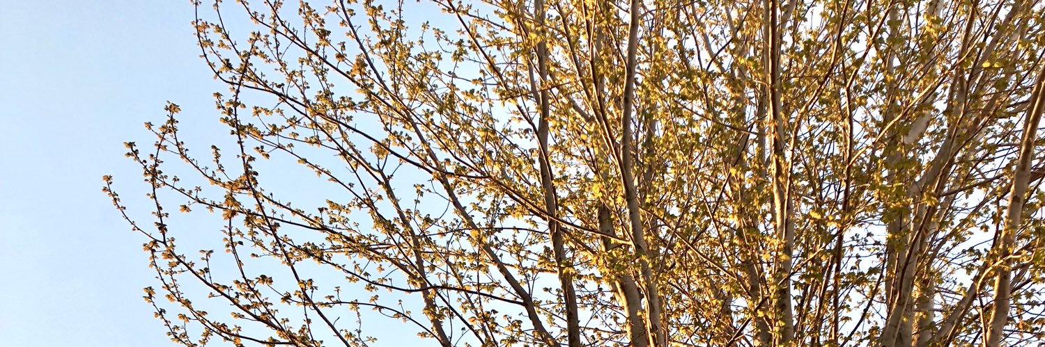 MalloryPagel's profile banner image