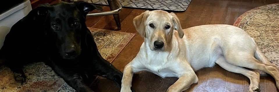 ♥️Carolyn & Family #StandWithUkraine🌻♥️🌻 banner