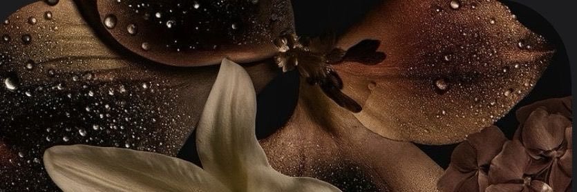 PapermaSHAYe's profile banner image