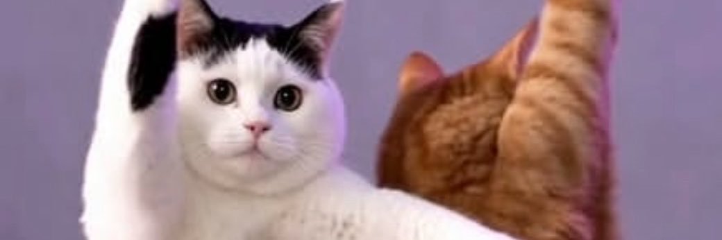 oakucing's profile banner image