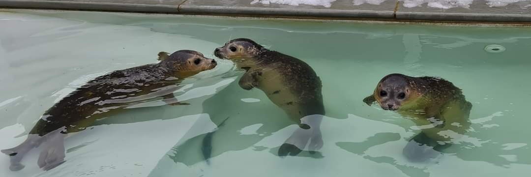 South Essex Wildlife Hospital banner