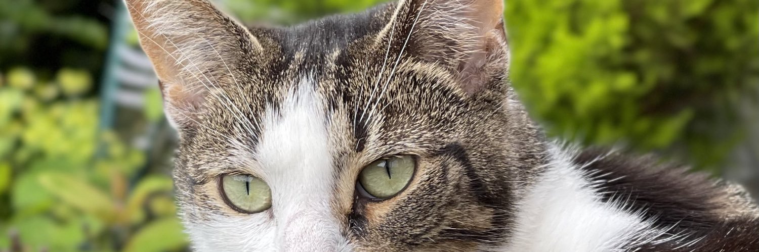 Melanie Connor banner