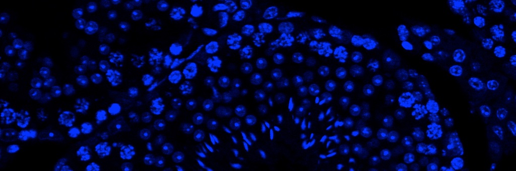 Vanesa Cepas-López banner