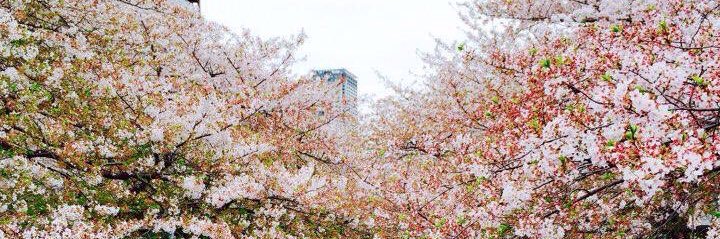 mynoonoy's profile banner image