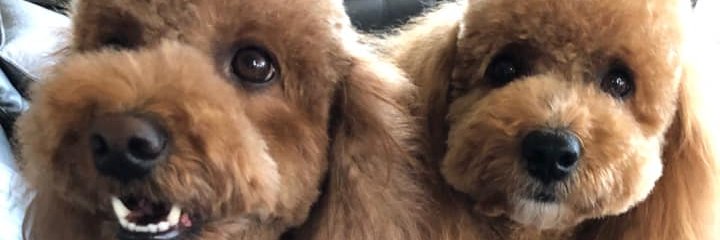 🐶Ultra Nuclear Poodle Head 🐶's banner