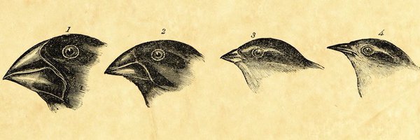 Darwin Finch Profile Banner