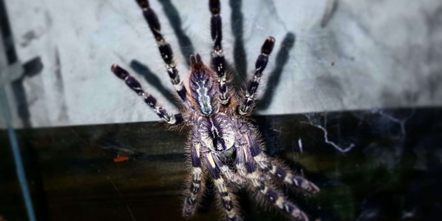 spidey774's profile banner image