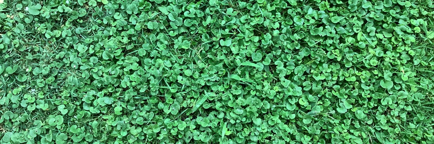 Silvia Caballeria banner