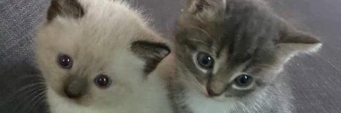 LLachaval_'s profile banner image