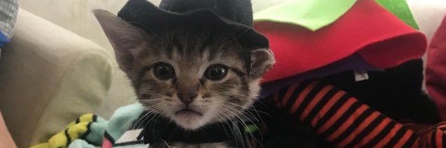 evaspivas1's profile banner image