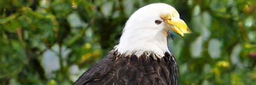 Something Something banner