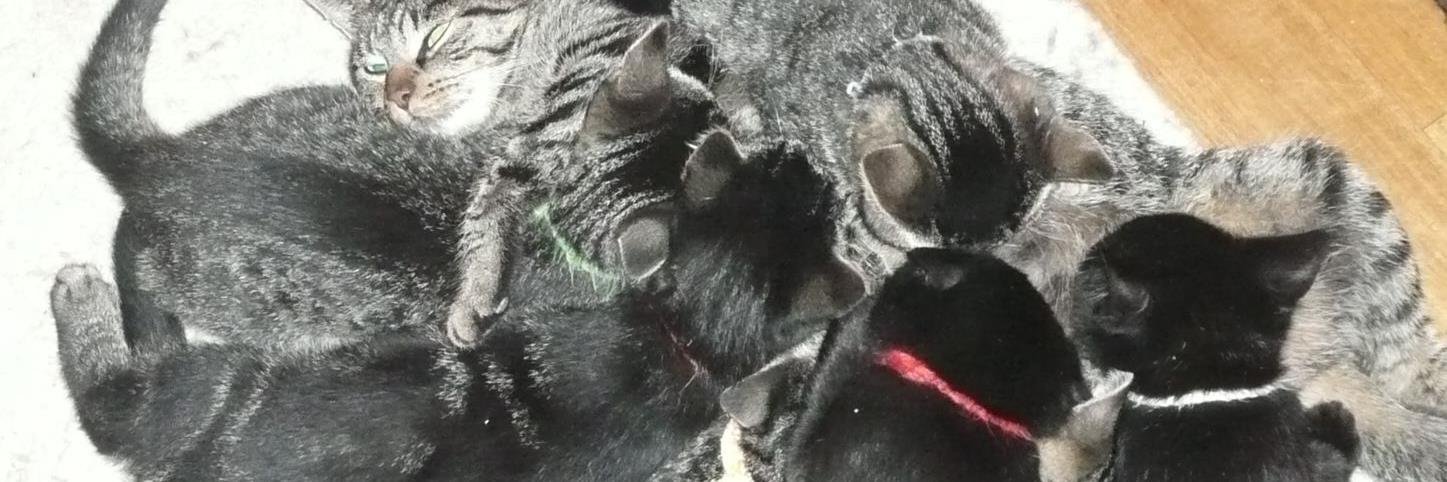 dekittenmand's profile banner image