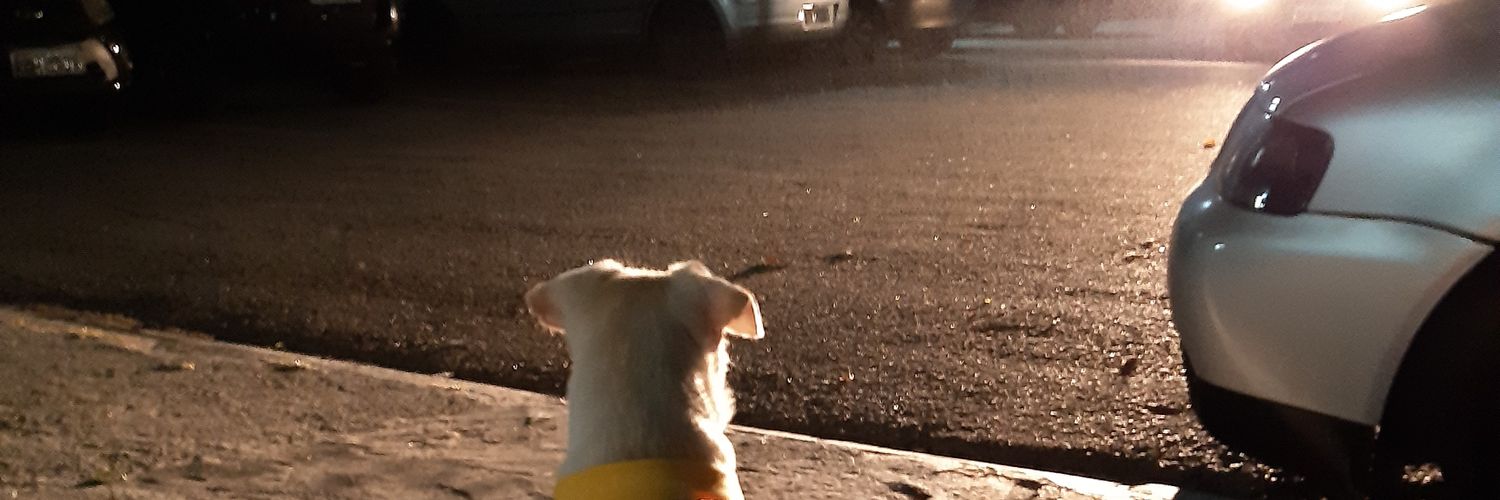 vrcfrog's profile banner image