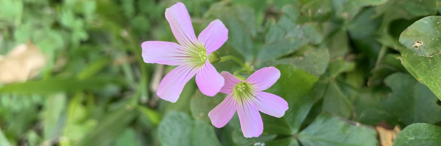 Flor_ortola's profile banner image