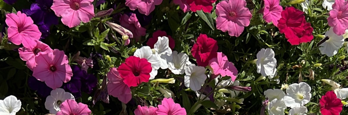 _chalisse's profile banner image