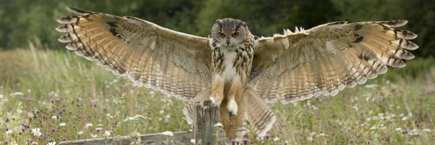 Larchant HIBOU banner